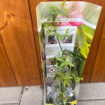 Čučoriedka kanadská (Vaccinium corymbosum) ´PINK LEMONADE´® - neskorá, výška 20-30 cm, P9